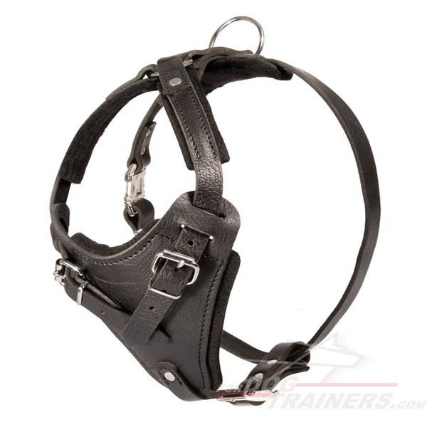 Absolutely safe leather agitation harness