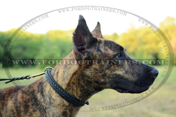 Dog wears Braided Leather Collar