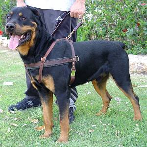 Tracking / Pulling / Agitation Leather Dog Harness For Rottweiler H5