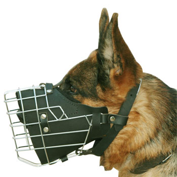 German Shepherd M57 muzzle