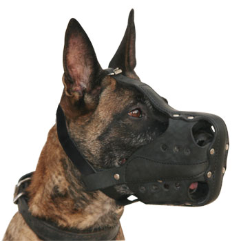 Malinois M56 muzzle