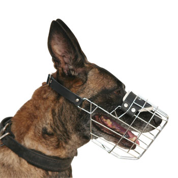 Malinois M9 muzzle