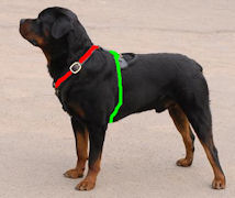 dog harness size-rottweiler